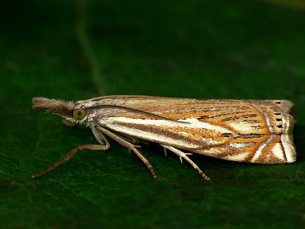 trávovec lúčny (sk) / travařík obecný (cz) Crambus lathoniellus Zincken, 1817