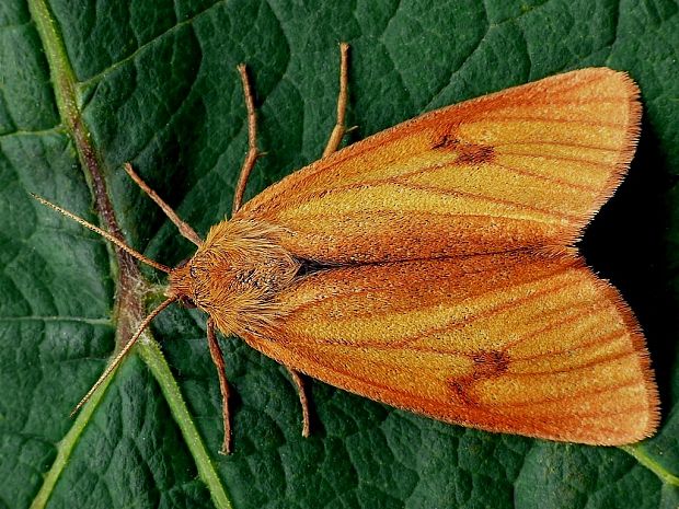 spriadač chrastavcový (sk) / přástevník chrastavcový (cz) Diacrisia sannio Linnaeus, 1758