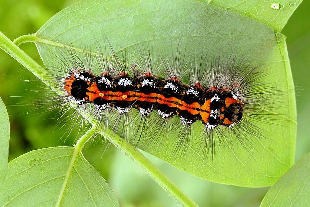 mníška pižmová Euproctis similis