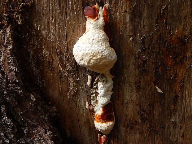 práchnovček pásikavý Fomitopsis pinicola (Sw.) P. Karst.