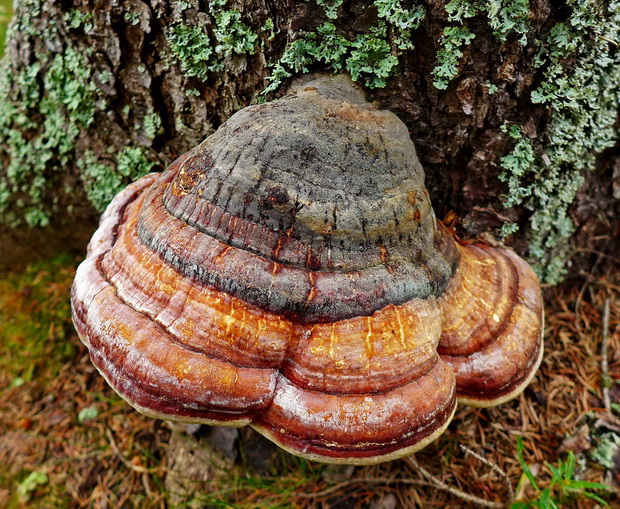 práchnovček pásikavý Fomitopsis pinicola (Sw.) P. Karst.