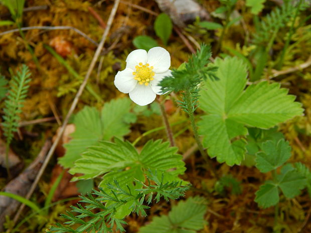 jahoda obyčajná Fragaria vesca L.