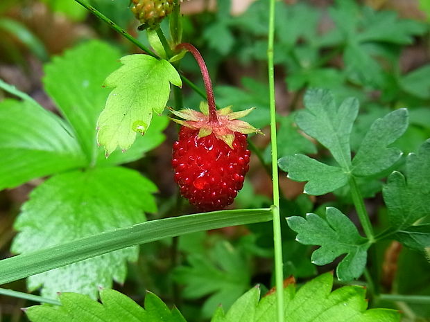 jahoda obyčajná Fragaria vesca L.