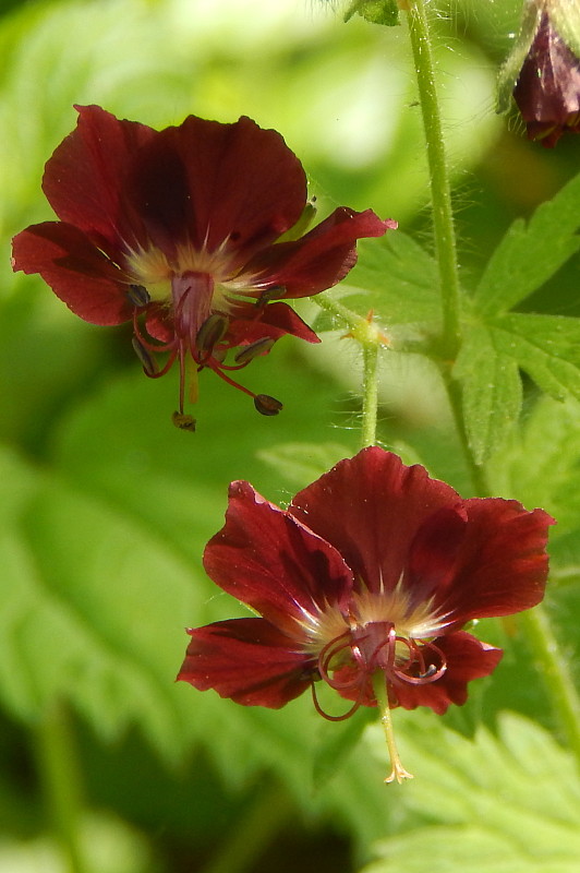 pakost hnedočervený Geranium phaeum L.