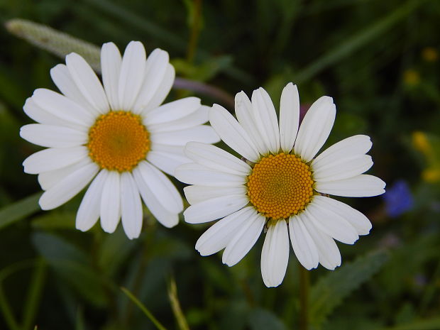 margaréta biela Leucanthemum vulgare Lam.