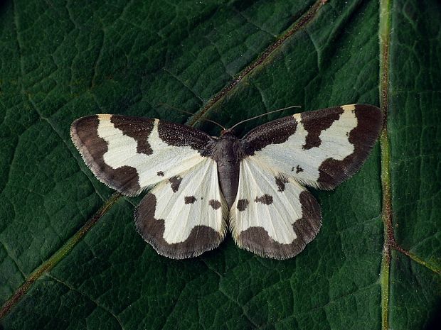 piadivka liesková (sk) / skvrnopásník lískový (cz) Lomaspilis marginata Linnaeus, 1758