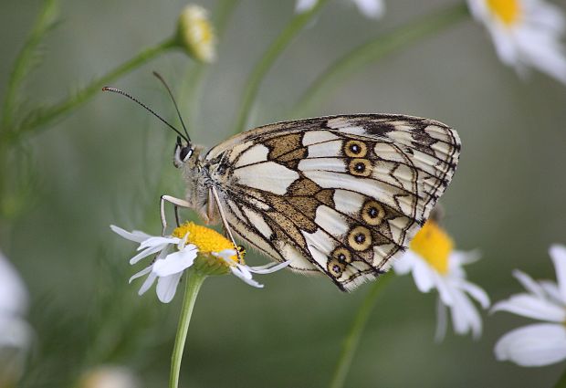 očkáň timotejkový  Melanargia galathea