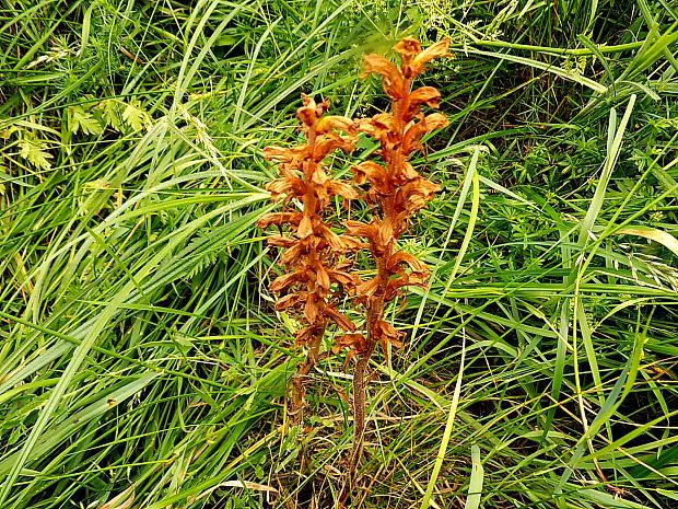 záraza obyčajná Orobanche caryophyllacea Sm.