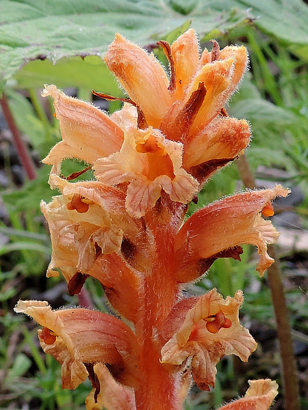 záraza červenožltá Orobanche flava F. W. Schultz