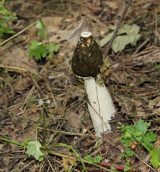 hadovka smradľavá Phallus impudicus L.