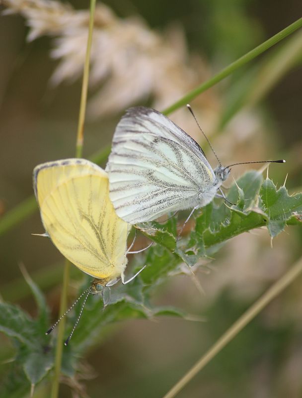 mlynárik repkový  Pieris napi