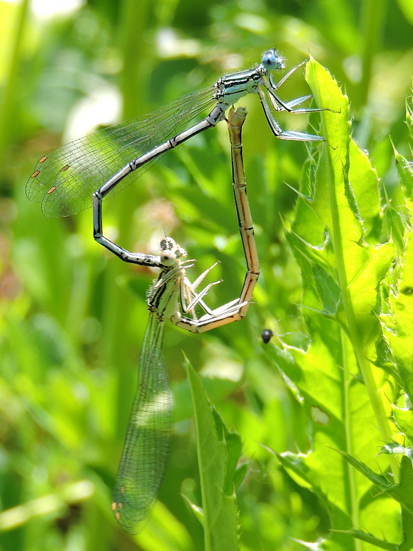 šidielko ploskonohé   Platycnemis pennipes