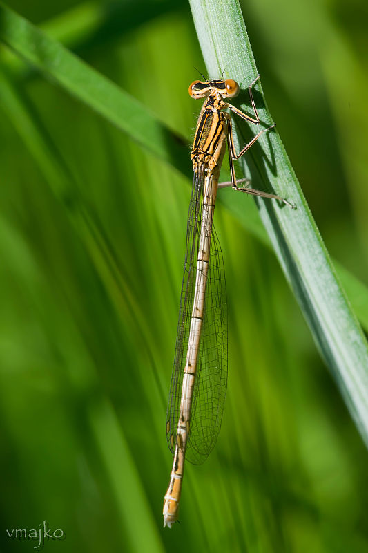 šidielko ploskonohé Platycnemis pennipes