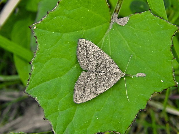 pamora dubová   /   žlutavka dubová  Polypogon strigilata Linnaeus 1758