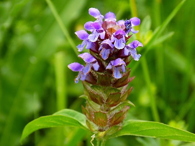 čiernohlávok obyčajný Prunella vulgaris L.