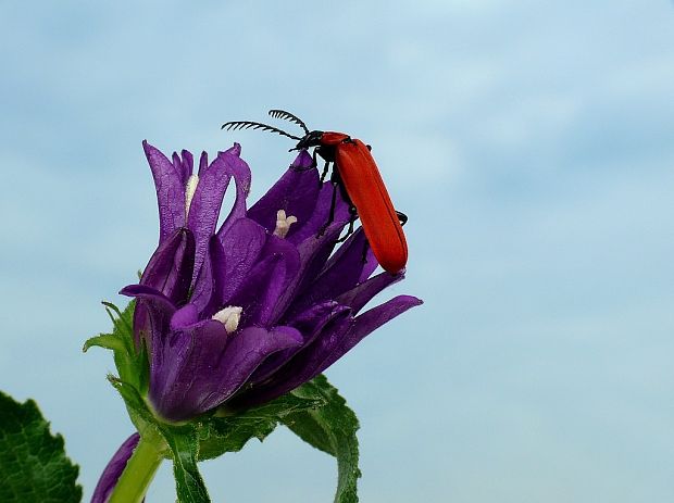 červenáčik (sk) / červenáček ohnivý (cz) Pyrochroa coccinea Linnaeus, 1761