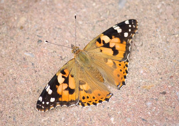 babôčka bodliaková  Vanessa cardui