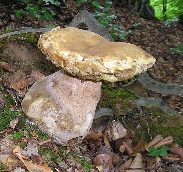 hríb dubový Boletus reticulatus Schaeff.