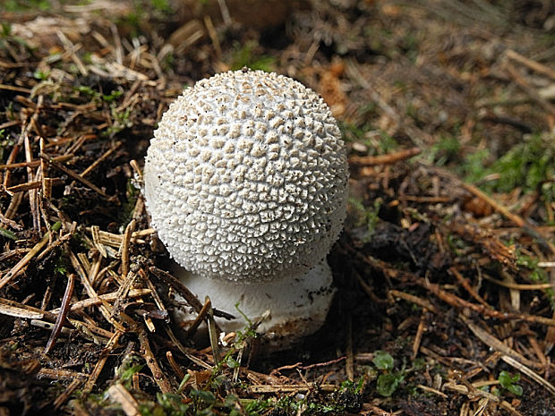 muchotrávka hrubá Amanita excelsa (Fr.) Bertill.