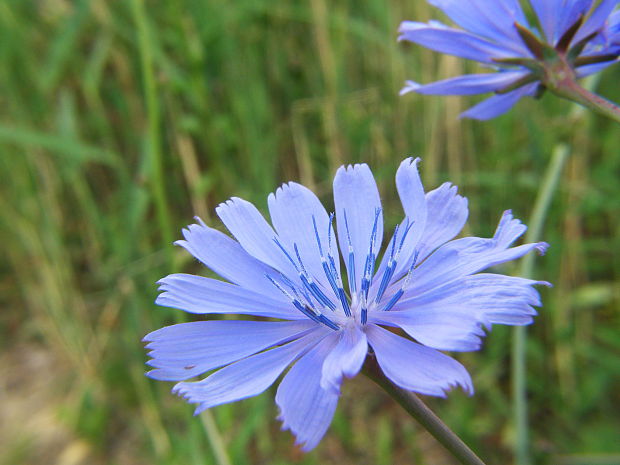 čakanka obyčajná Cichorium intybus L.