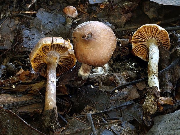 pavučinovec miniatúrny Cortinarius cedriolens f. alpinus Carteret, ad int.