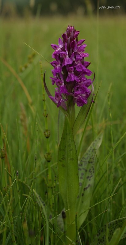 vstavačovec Dactylorhiza praetermissa