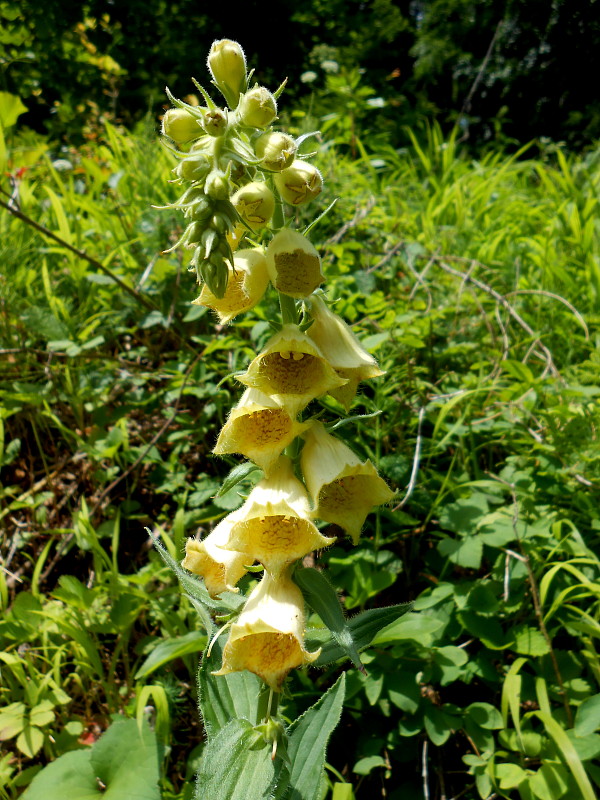 náprstník veľkokvetý Digitalis grandiflora Mill.