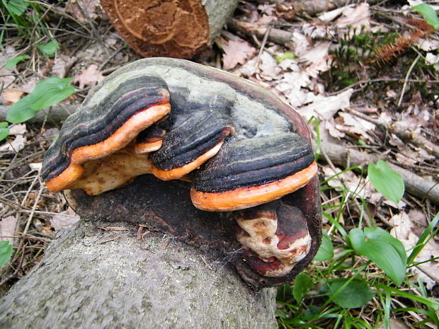 práchnovček pásikavý Fomitopsis pinicola (Sw.) P. Karst.