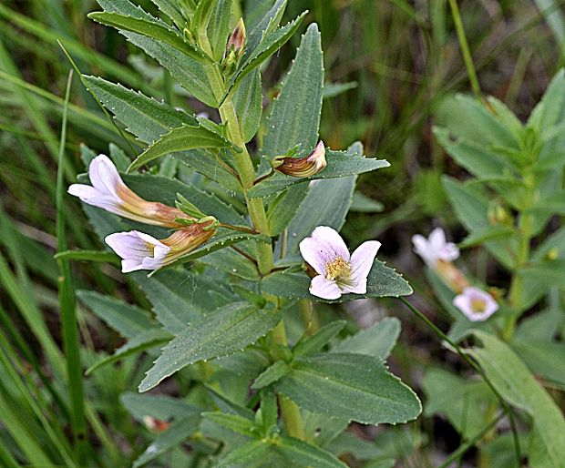 graciola lekárska Gratiola officinalis L.