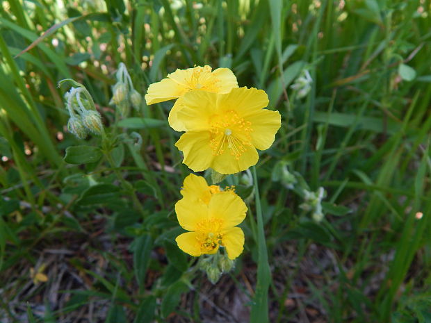 devätorník veľkokvetý Helianthemum grandiflorum (Scop.) DC.