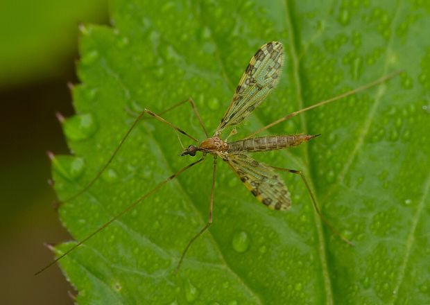 bahniarka Ilisia maculata