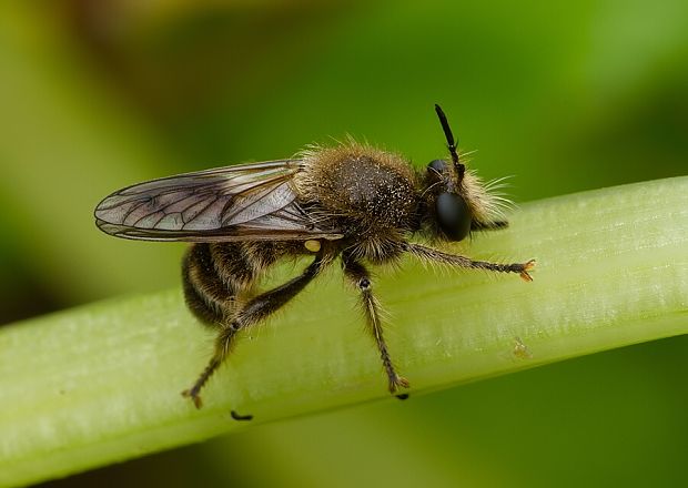 muchárka Laphria vulpina