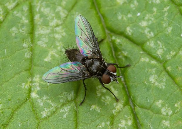 bystruša Meigenia mutabilis