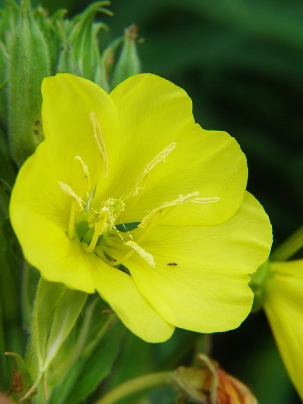 pupalka dvojročná Oenothera biennis L.