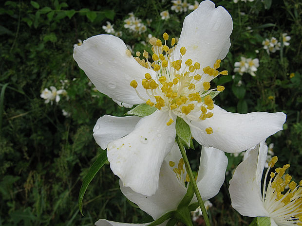 pajazmín nevoňavý Philadelphus inodorus  L.