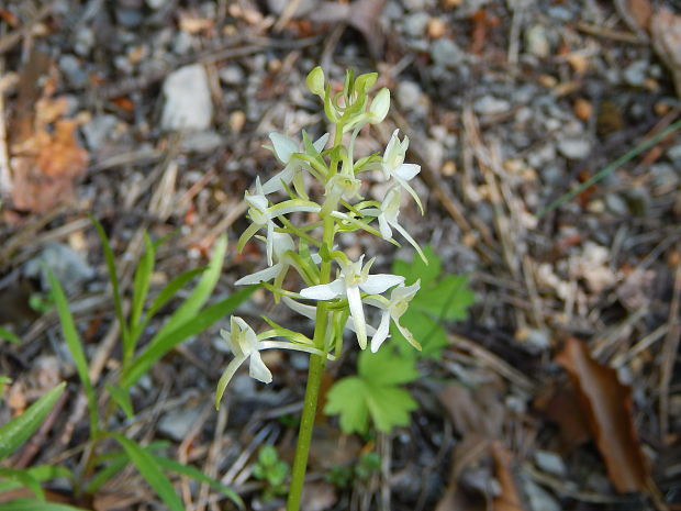 vemenník dvojlistý Platanthera bifolia (L.) Rich.