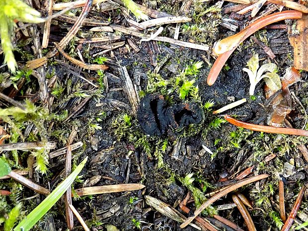 misôčka černastá Pseudoplectania nigrella (Pers.) Fuckel