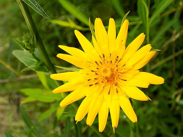 kozobrada lúčna Tragopogon pratensis L.