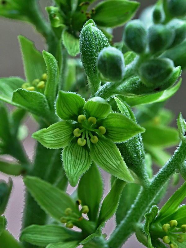 kýchavica biela lobelova Veratrum album subsp. lobelianum (Bernh.) Arcang.