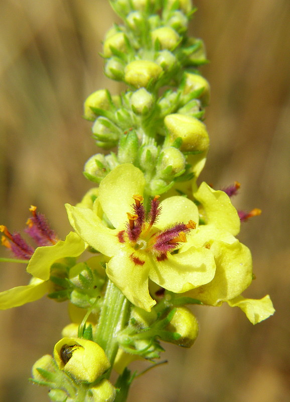 divozel čierny Verbascum nigrum L.