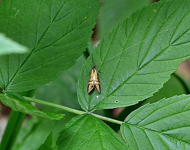 adela De Géerova  Nemophora degeerella