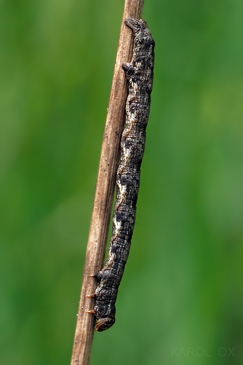 piadivka bodkovaná  Agriopis marginaria (cf.)