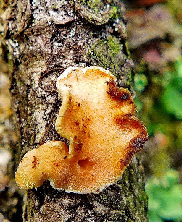 obrúbenec beztvarý Aleurodiscus amorphus (Pers.) J. Schröt.