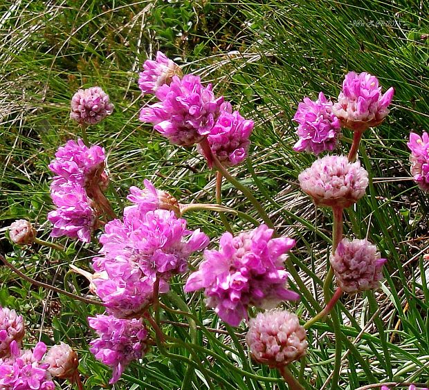 trávnička alpínska Armeria alpina Willd.