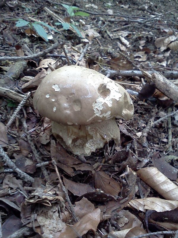 hríb dubový Boletus reticulatus Schaeff.