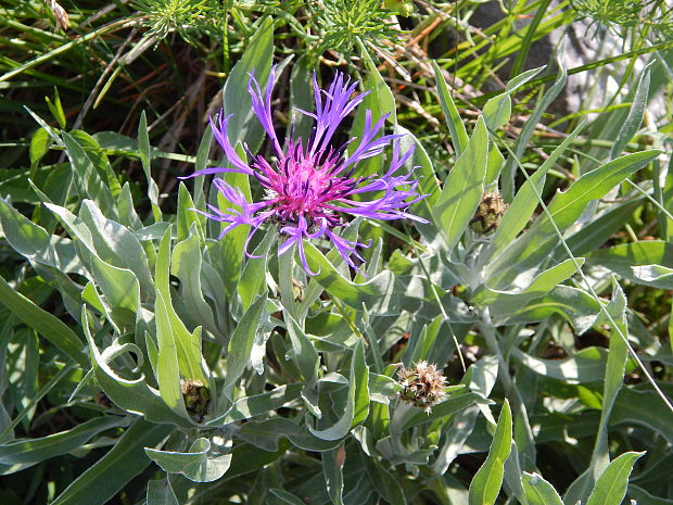 nevädza horská Cyanus montanus (L.) Mill.