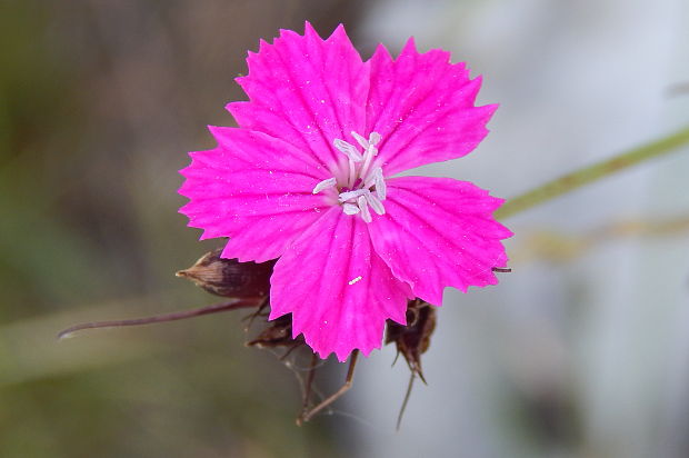 klinček pontederov Dianthus pontederae A. Kern.