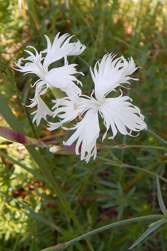 klinček včasný lumnitzerov Dianthus praecox subsp. lumnitzeri (Wiesb.) Kmeťová