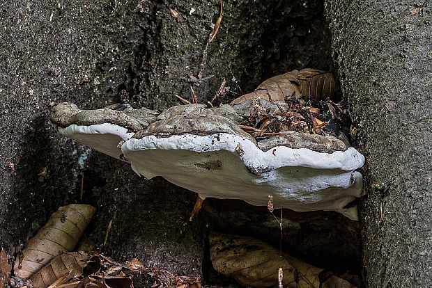 lesklokôrovka Ganoderma sp.