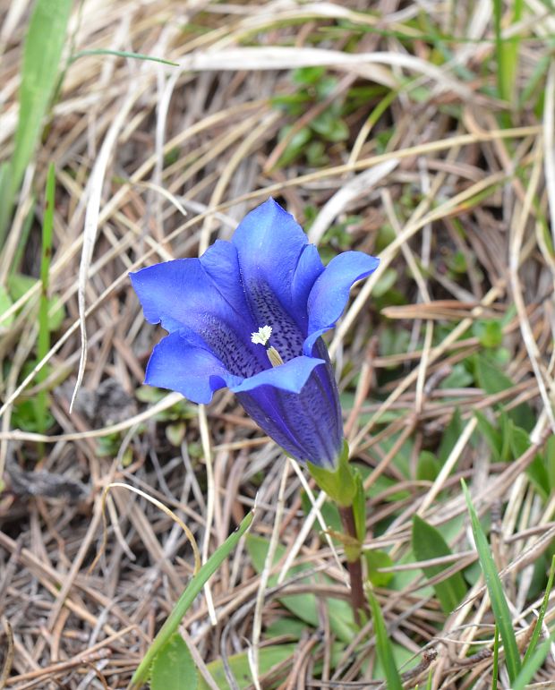 horec Clusiov Gentiana clusii Perr. et Songeon